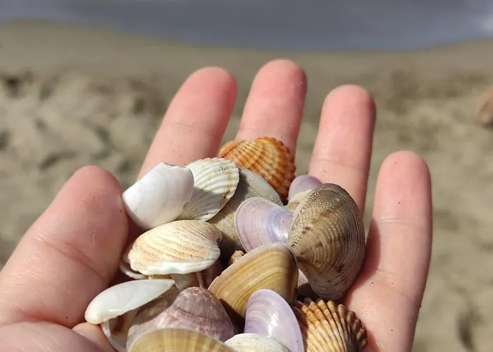 Lejlighed Coral -mamaia Nord Mamaia