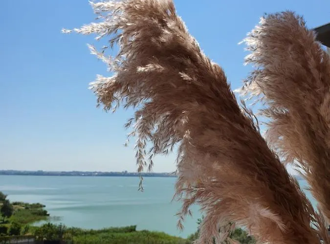 Coral -mamaia Nord Daire Mamaia